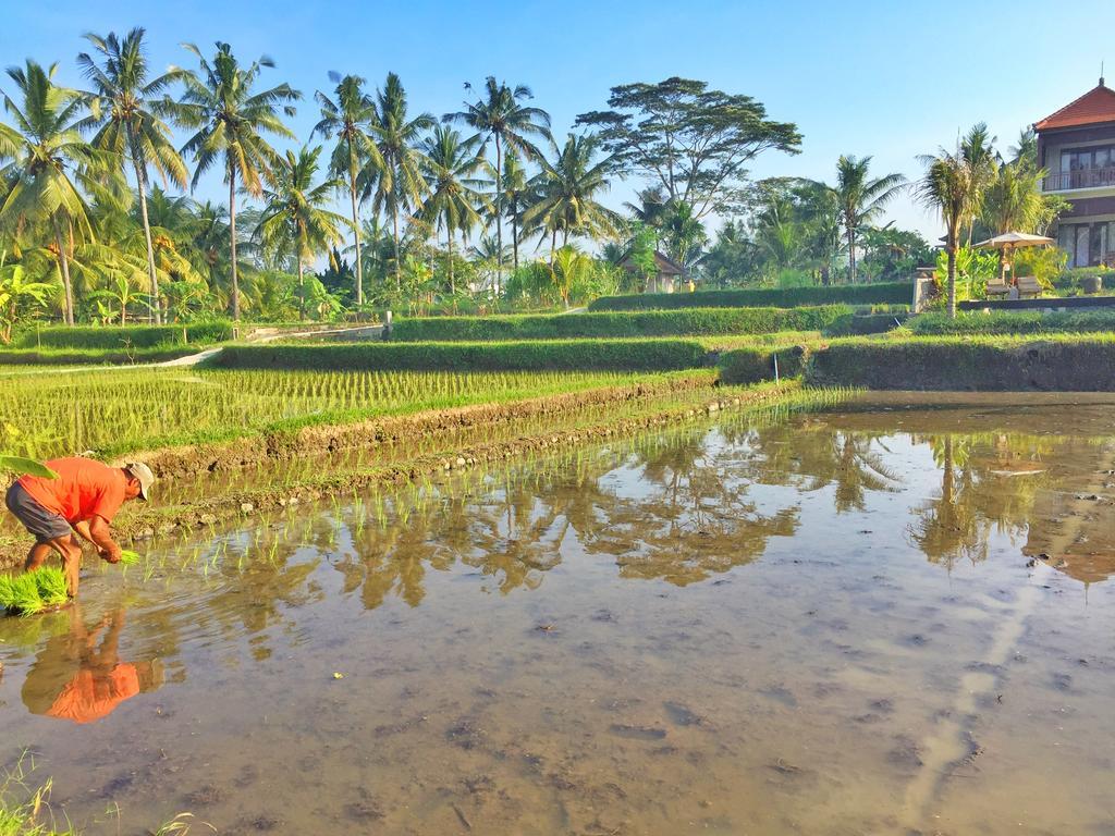 The Suris Ubud Εξωτερικό φωτογραφία