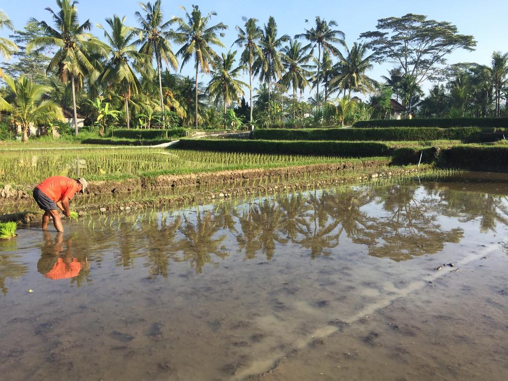 The Suris Ubud Εξωτερικό φωτογραφία